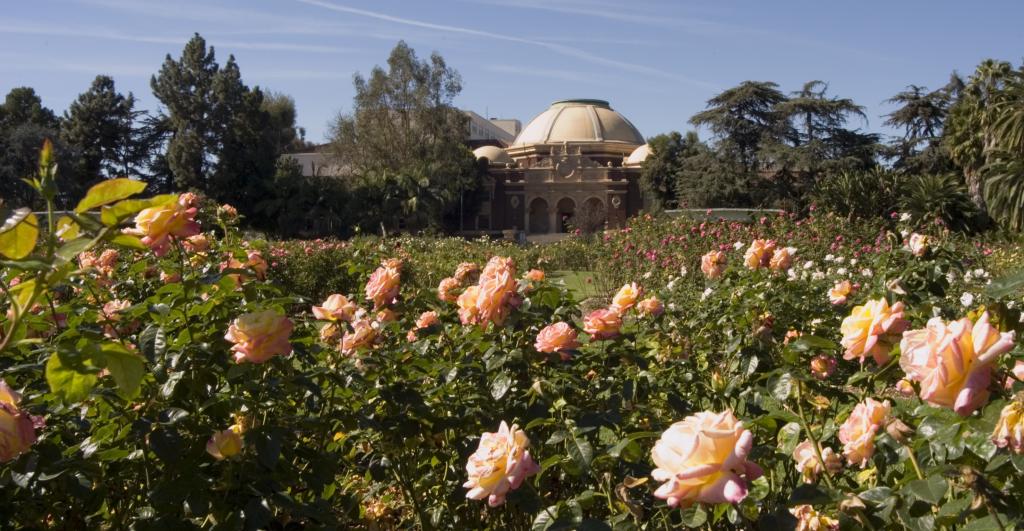 When to Plant Roses in Los Angeles 